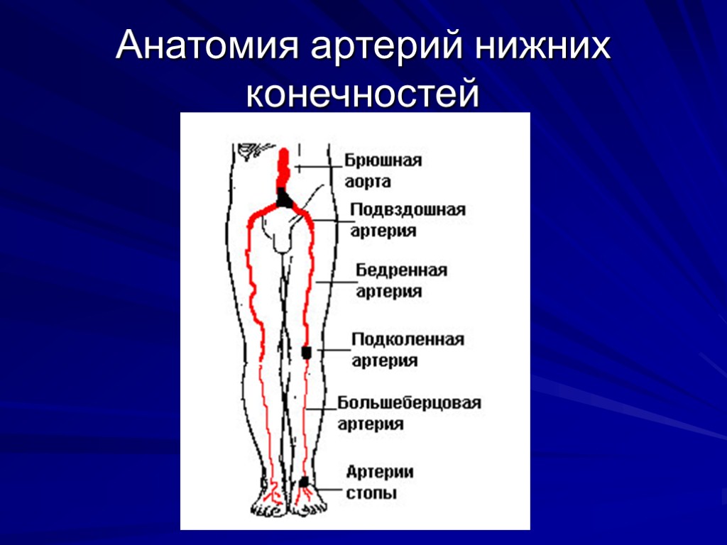 Артерии нижних конечностей фото